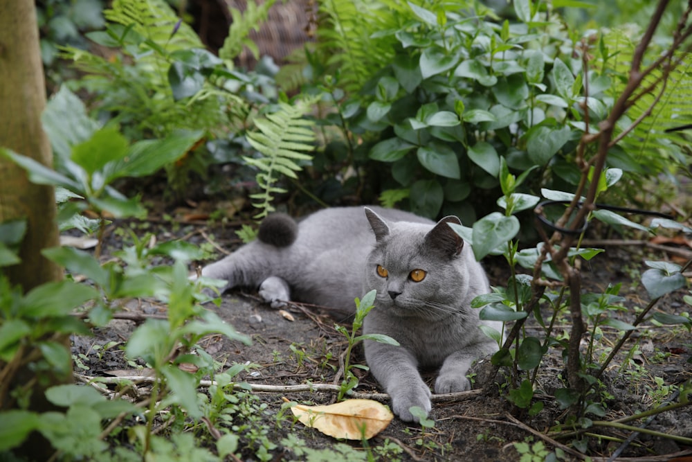 un gatto grigio che giace a terra nel bosco