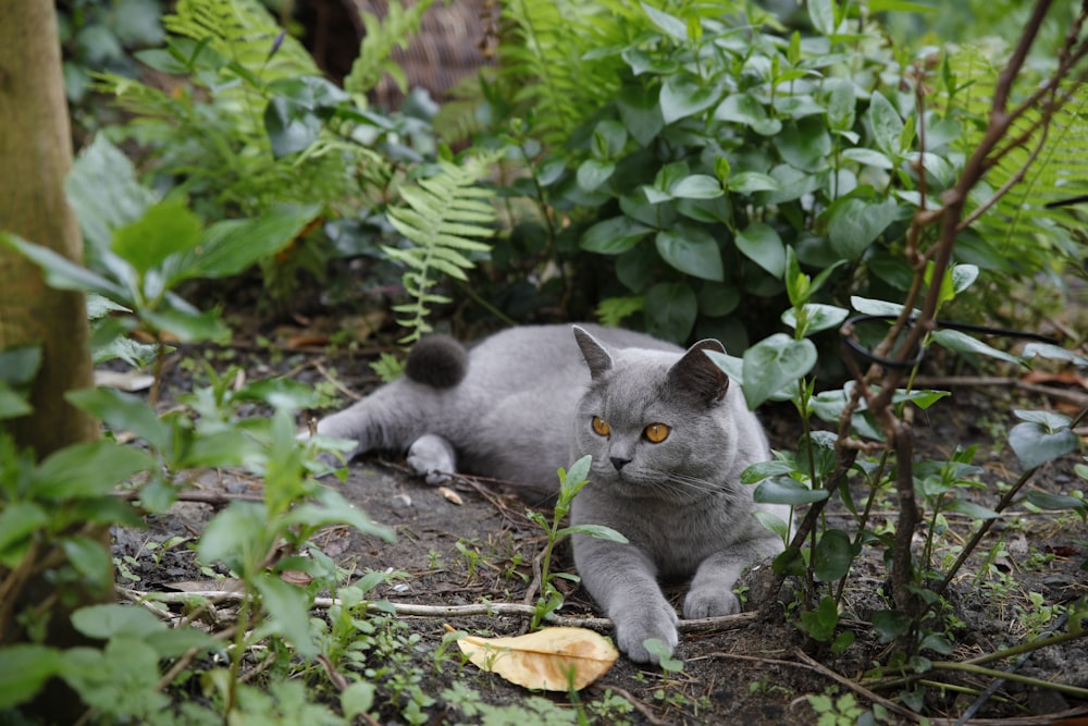 a gray cat laying on the ground in the woods