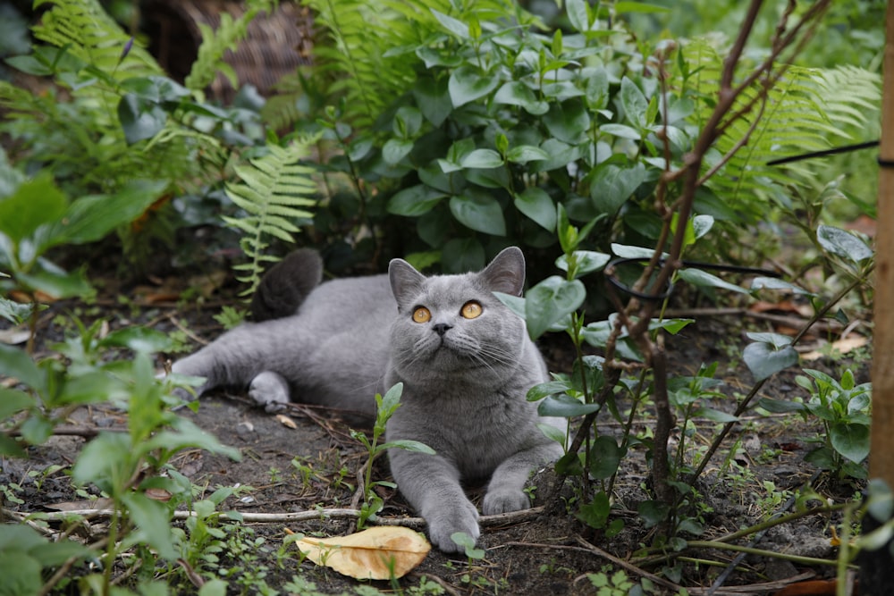 eine graue Katze, die neben einem Busch auf dem Boden liegt