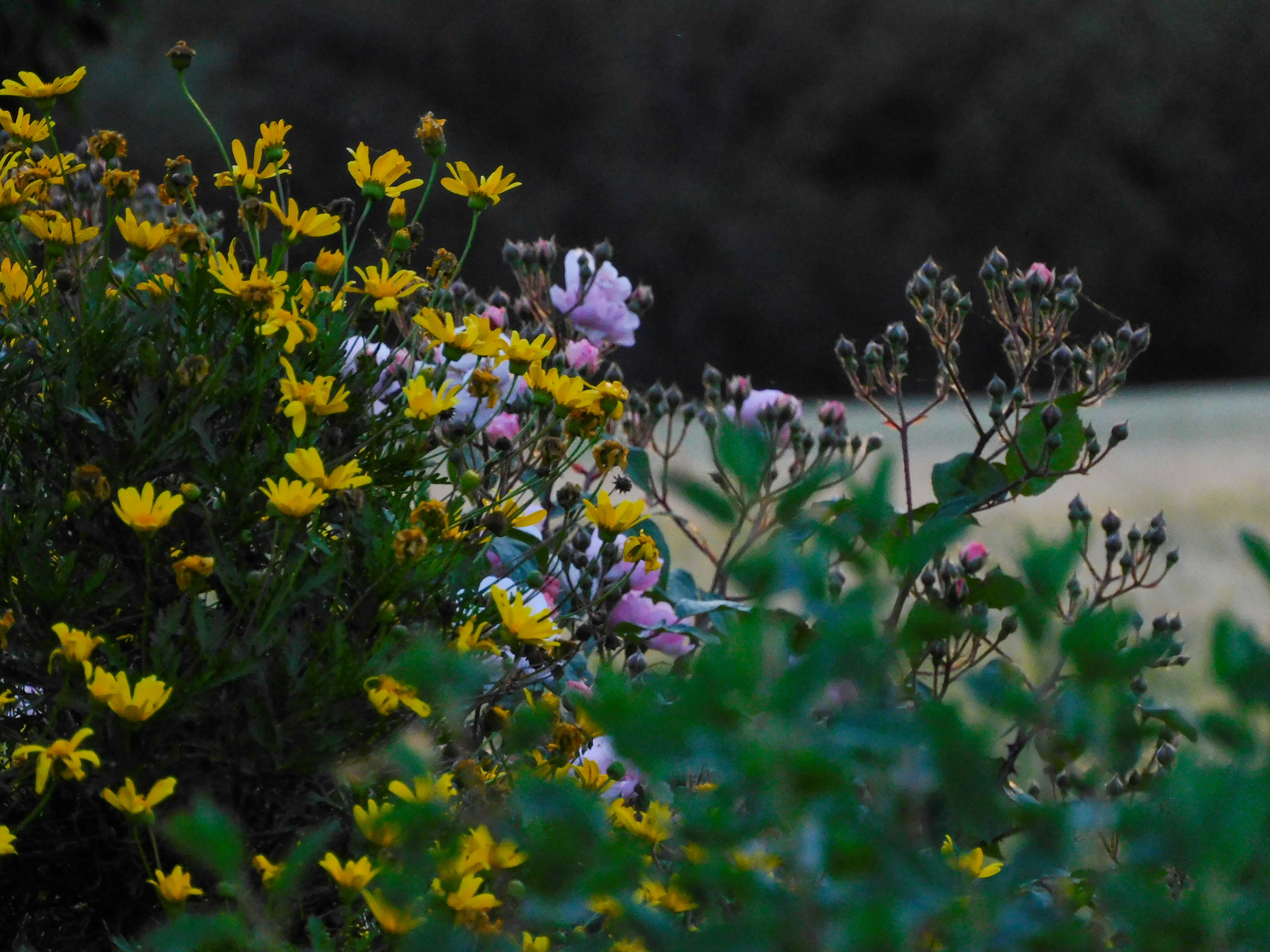 Photo by bypils