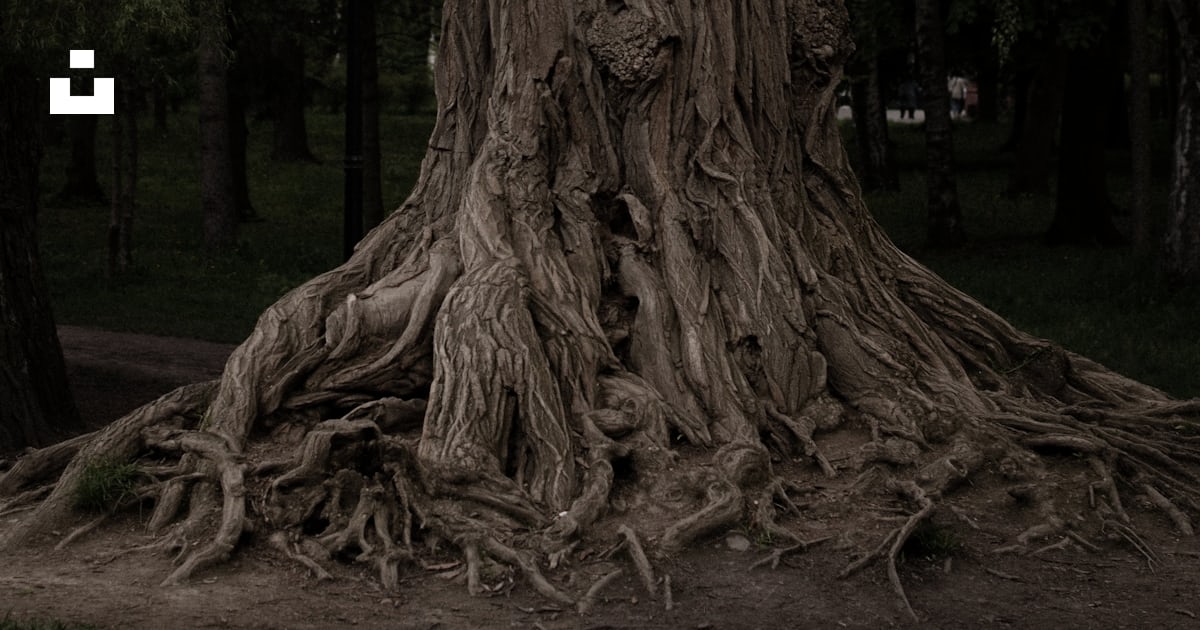 A large tree with very large roots in a park photo – Free Nature ...