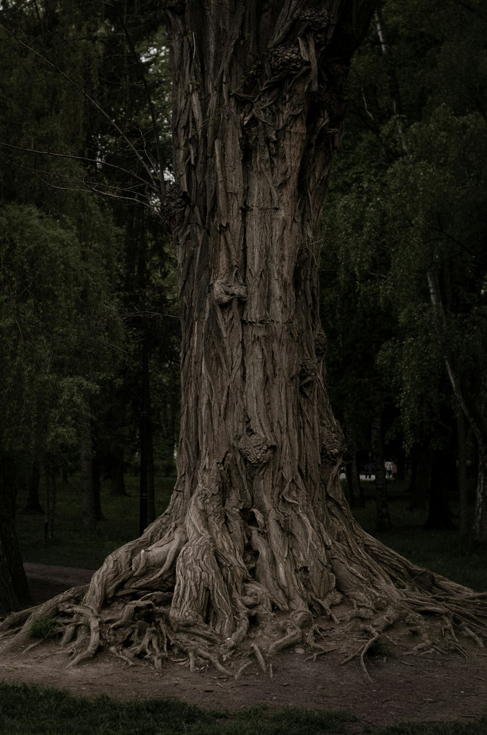 a large tree with very large roots in a park
