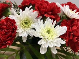 A vibrant floral arrangement featuring white chrysanthemums and red carnations. The white petals have a soft, creamy yellow center, while the red carnations are rich and velvety. Green foliage surrounds the flowers, adding contrast and depth.