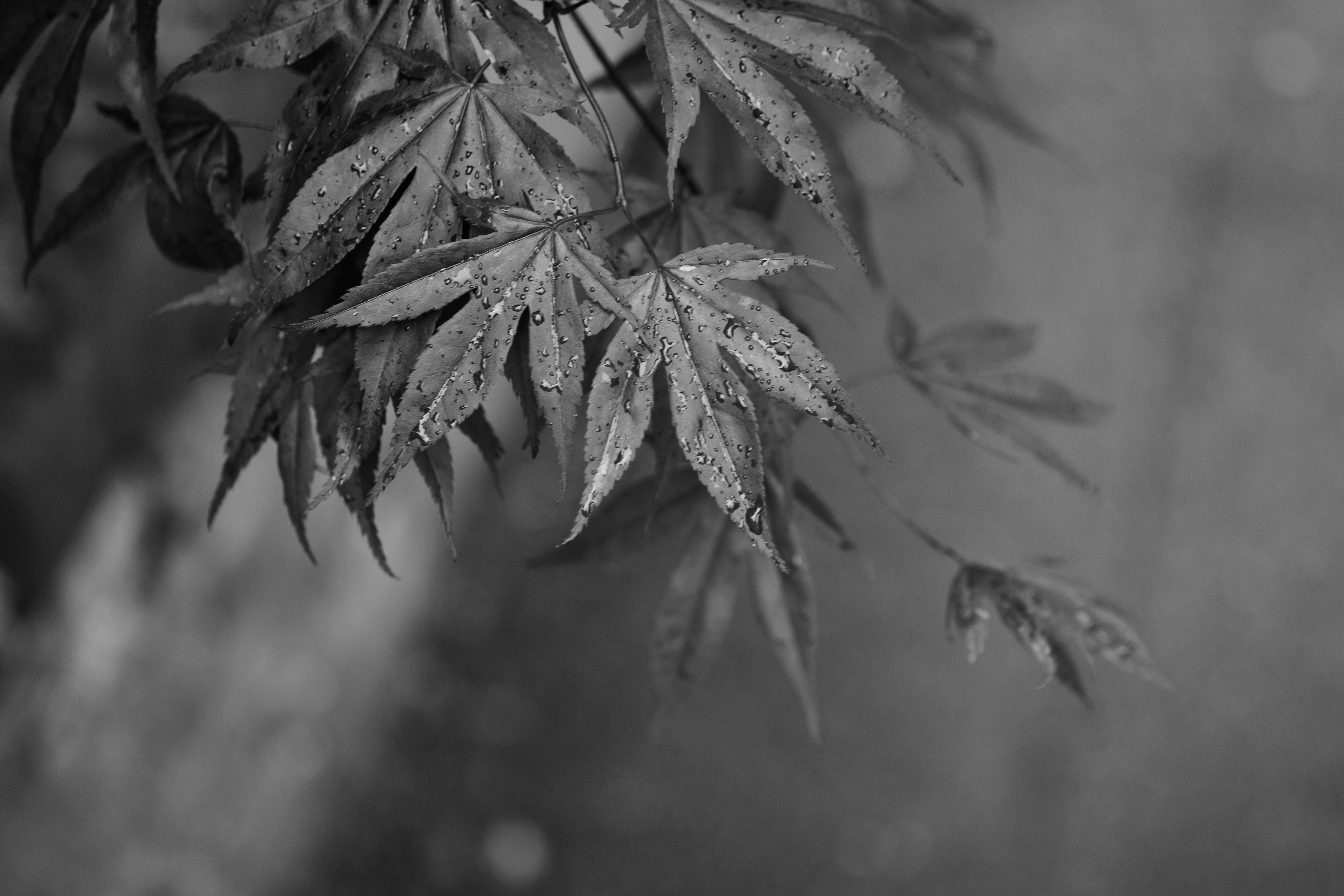 Photo by frostroomhead