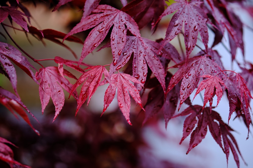 a close up of a tree with red leaves