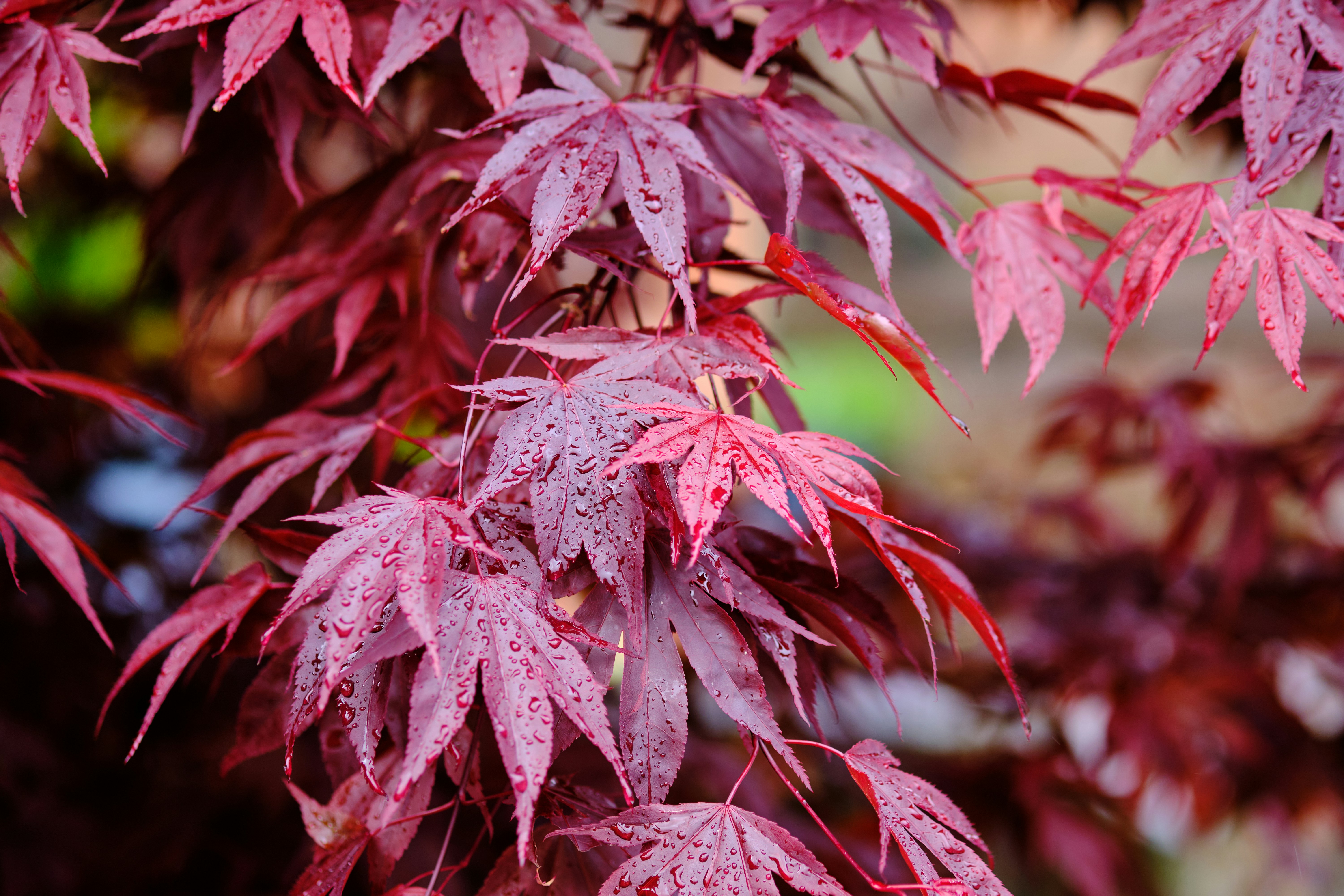 Photo by frostroomhead