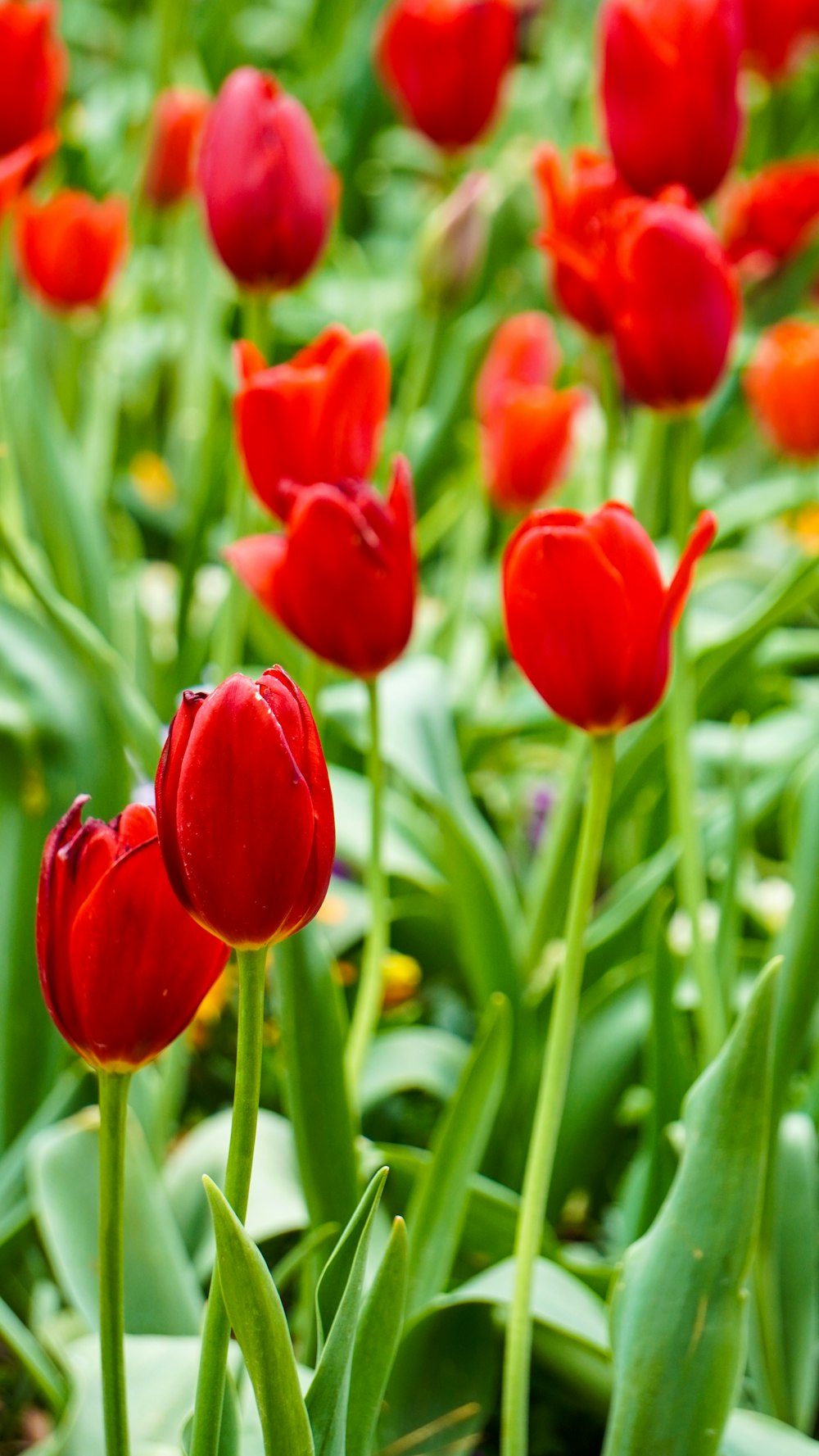 a bunch of red flowers that are in the grass