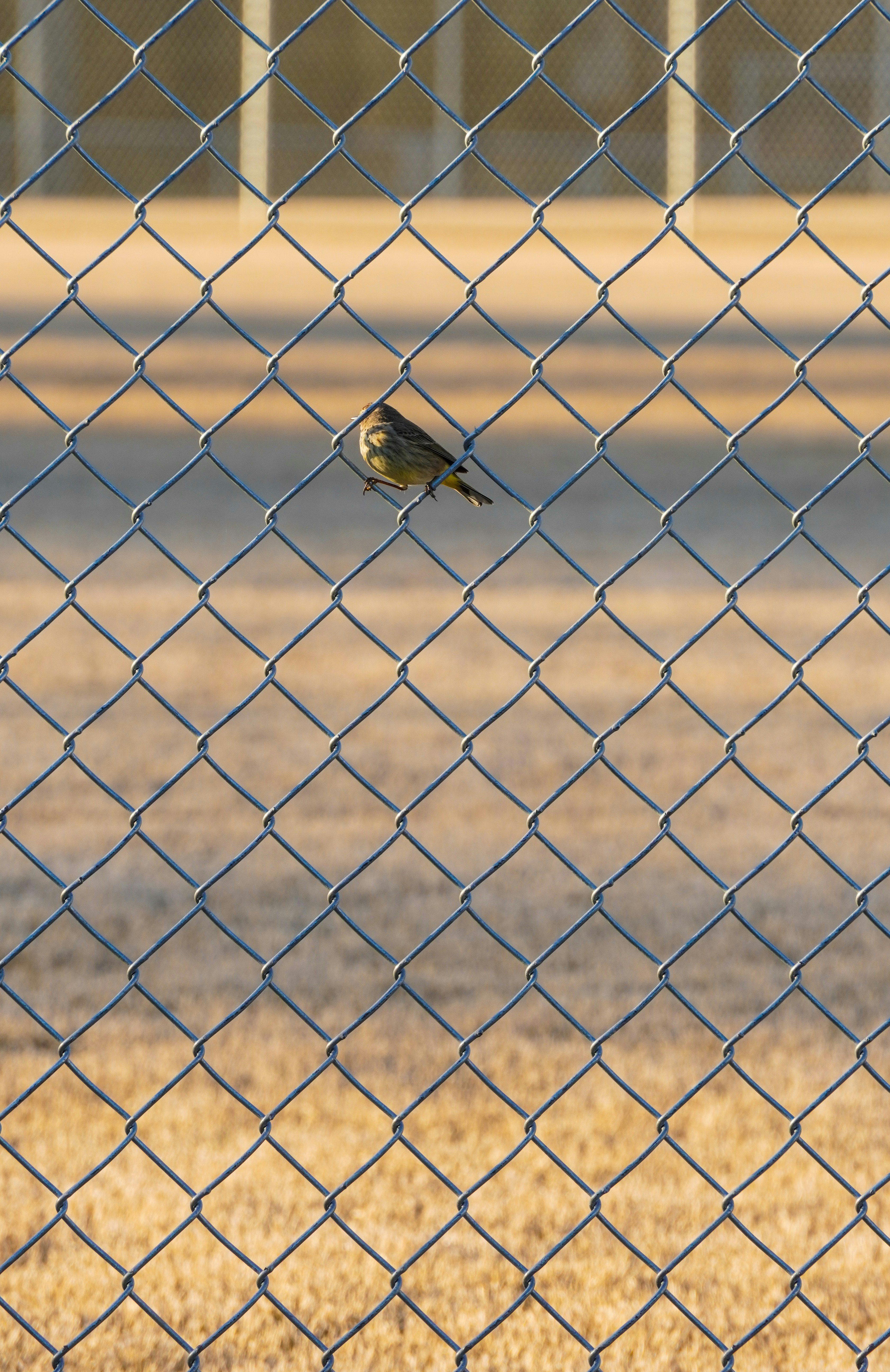 a small bird perched on a chain link fence