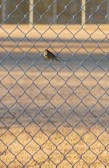 Early morning light casting soft shadows on a J. Kent Bulik bird perched on a rustic wooden fence.