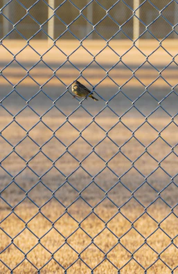 Early morning light casting soft shadows on a J. Kent Bulik bird perched on a rustic wooden fence.