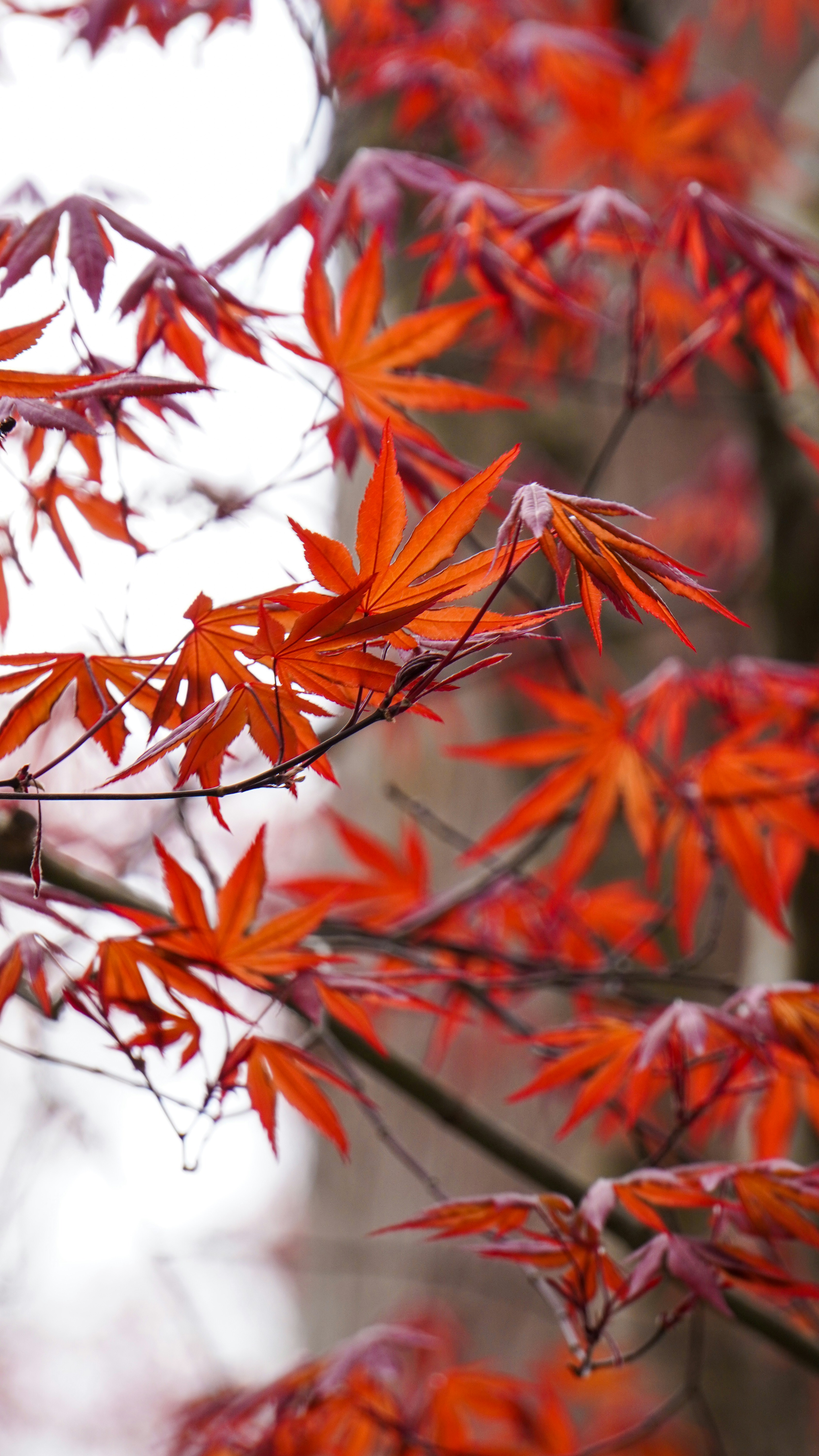 un árbol con hojas rojas en el otoño