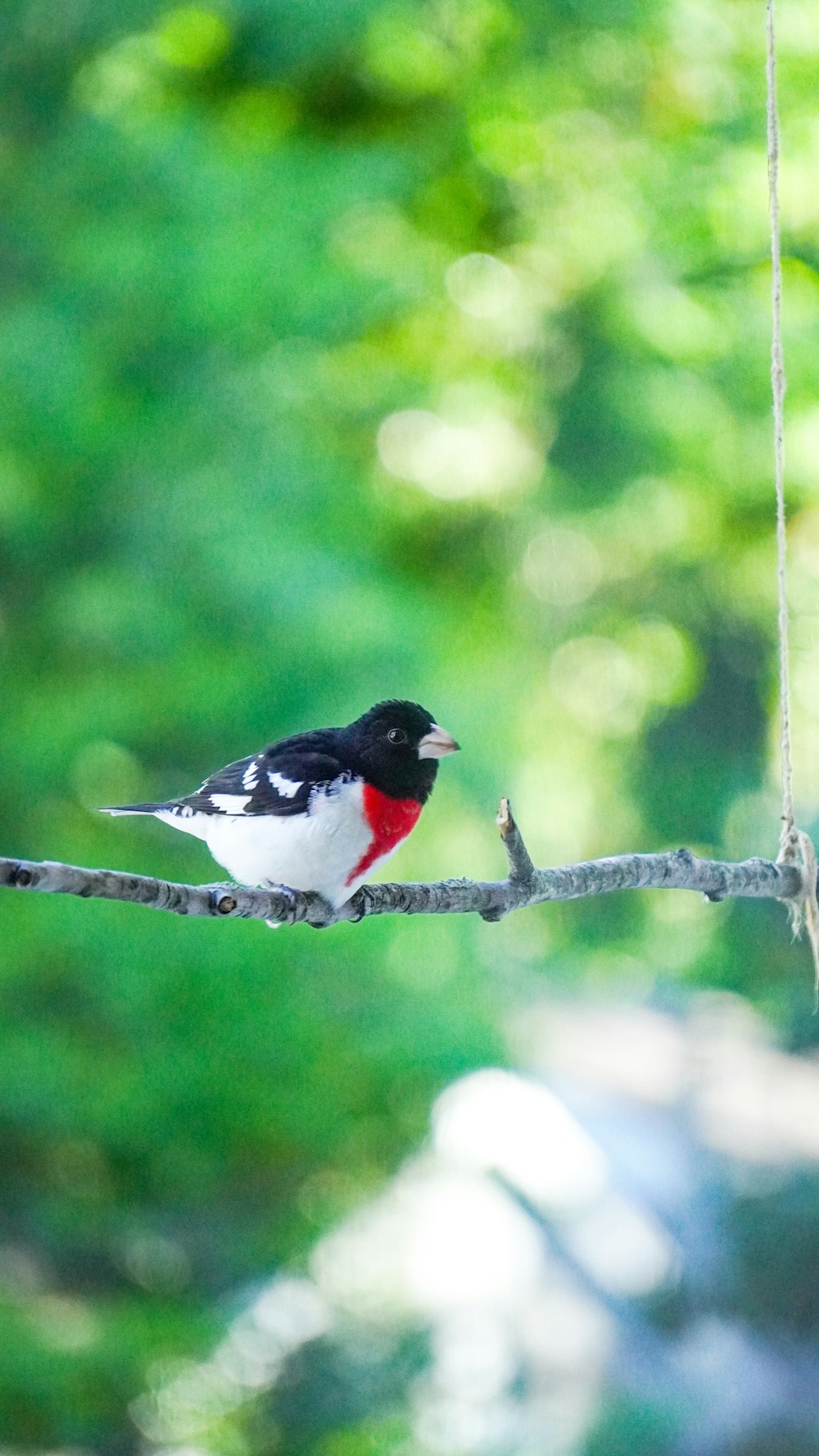 a small black and white bird sitting on a branch