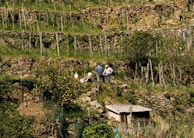 Three individuals are standing on terraced farmland with stone walls and vertical wooden supports for plants. The landscape is lush with greenery, scattered trees, and a small shed.