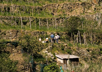 Three individuals are standing on terraced farmland with stone walls and vertical wooden supports for plants. The landscape is lush with greenery, scattered trees, and a small shed.