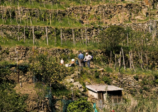 Three individuals are standing on terraced farmland with stone walls and vertical wooden supports for plants. The landscape is lush with greenery, scattered trees, and a small shed.