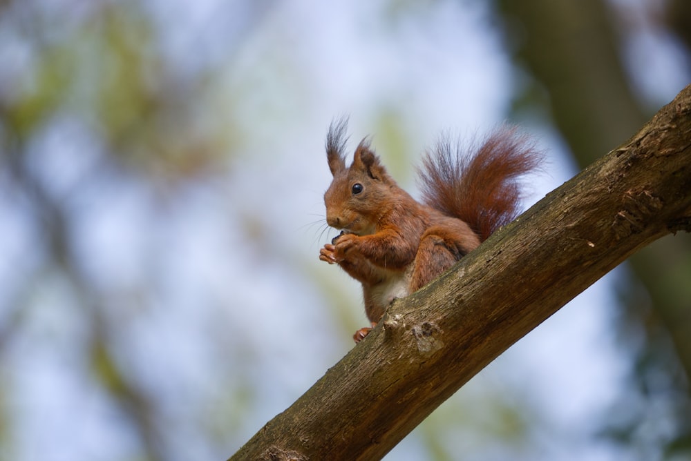 a squirrel is sitting on a tree branch