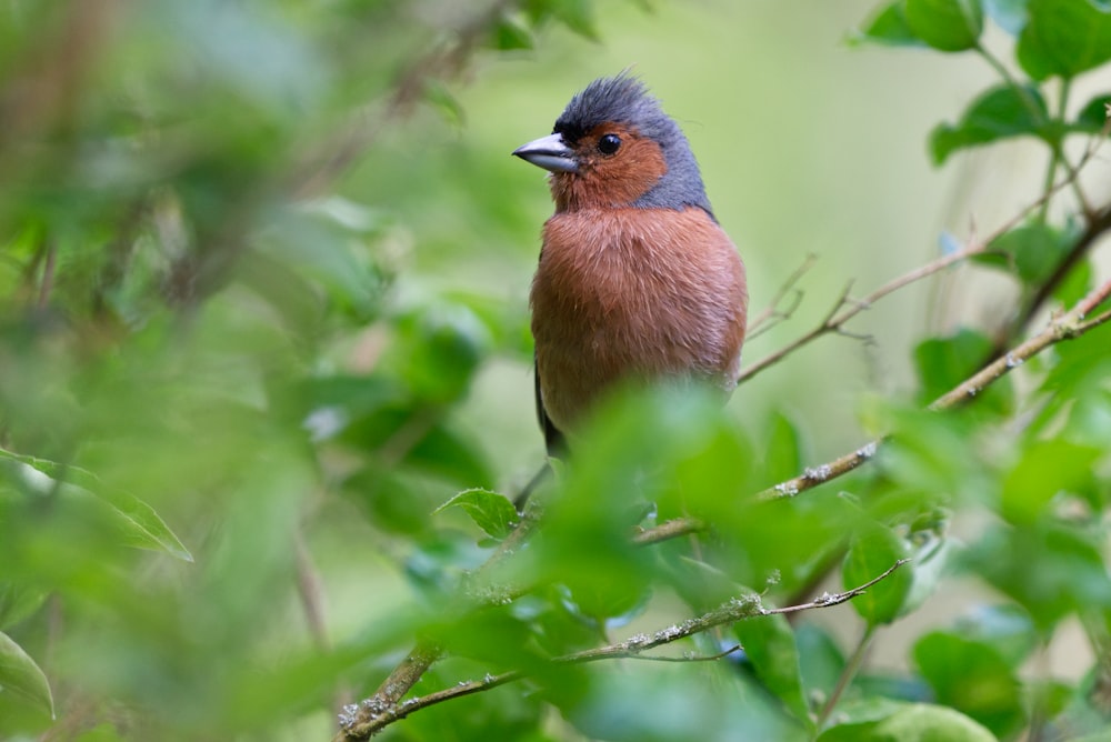 a small bird perched on top of a tree branch