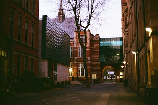 a tree is in the middle of an alley way