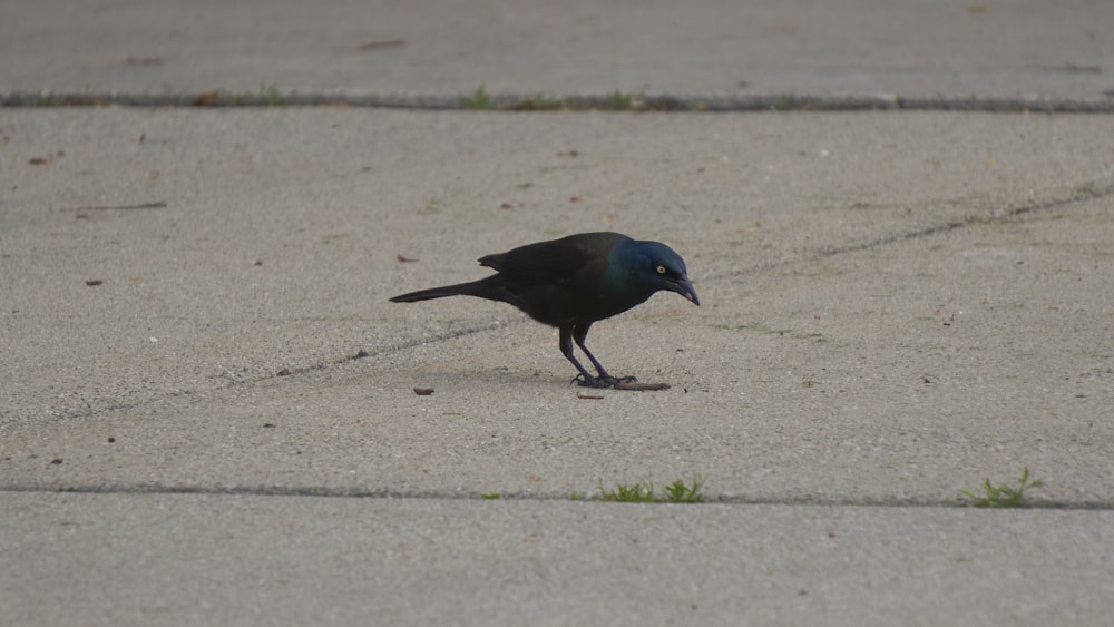 a small black bird standing on a sidewalk