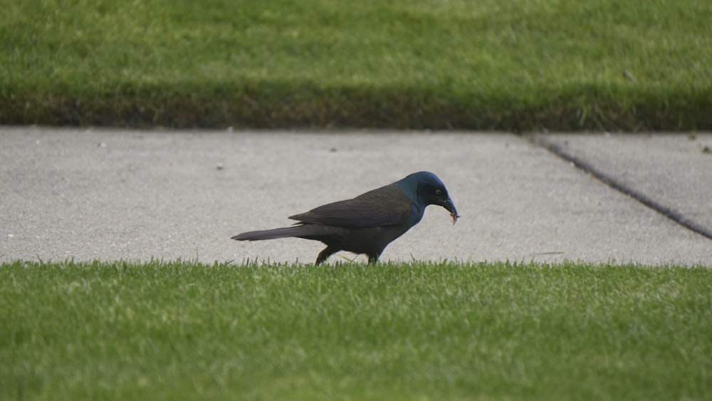 a black bird standing on top of a lush green field