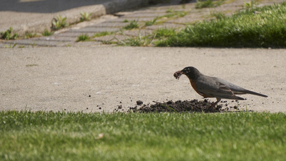 a bird eating a piece of food on the ground