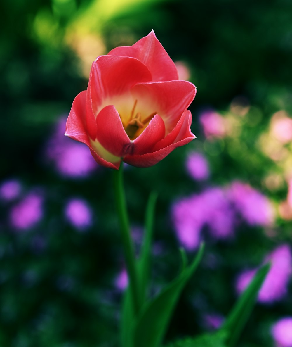 a single red tulip in a field of purple flowers