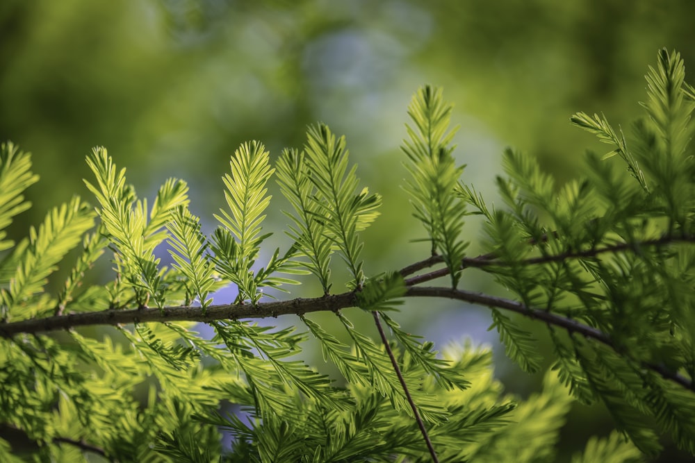 a branch of a tree with green leaves