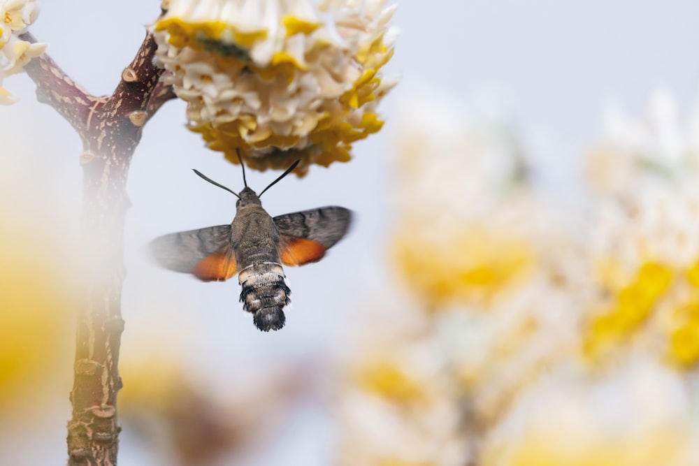 a hummingbird is flying away from a flower