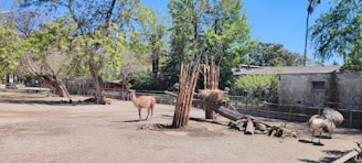 A peaceful animal park with various species in natural habitats