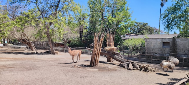A peaceful outdoor setting at a zoo or park exhibits a few animals. In the foreground, there is a llama standing near a tree with sparse branches. To the right, an ostrich or similar large bird is visible. The ground is a mix of dirt and sparse grass. Several trees with green foliage surround the area, providing some shade, while a building is visible in the background.