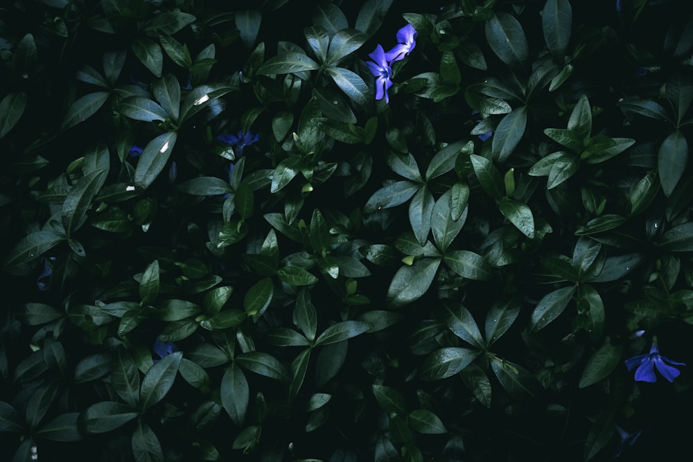 a bush with blue flowers and green leaves