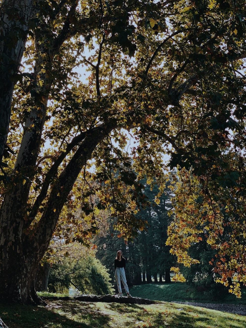 a person standing under a tree in a park