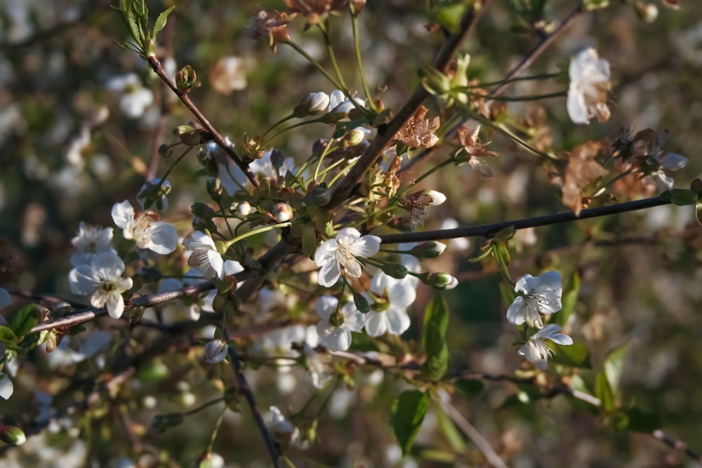 a close up of a tree with white flowers