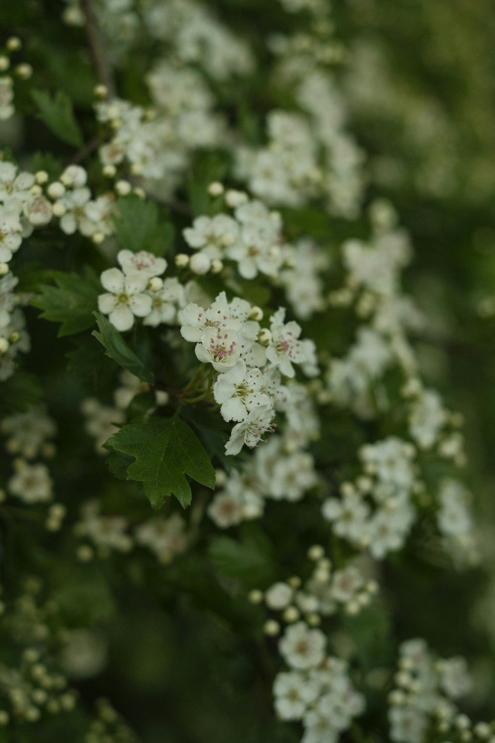 a bush with white flowers and green leaves