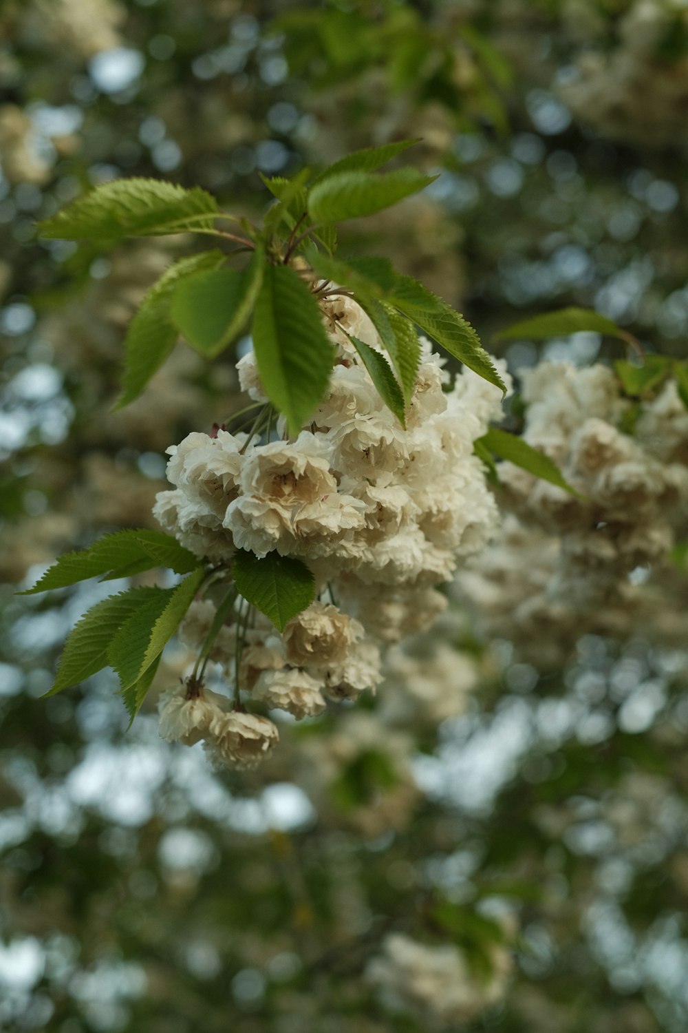 a bunch of white flowers hanging from a tree