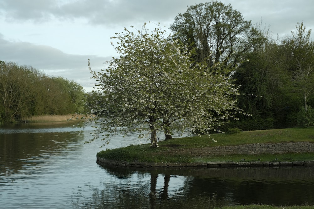 a tree in the middle of a body of water