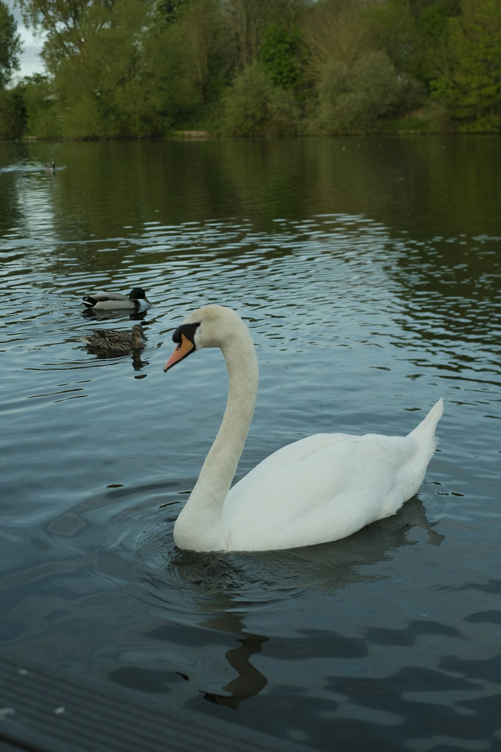 a white swan swimming on top of a lake