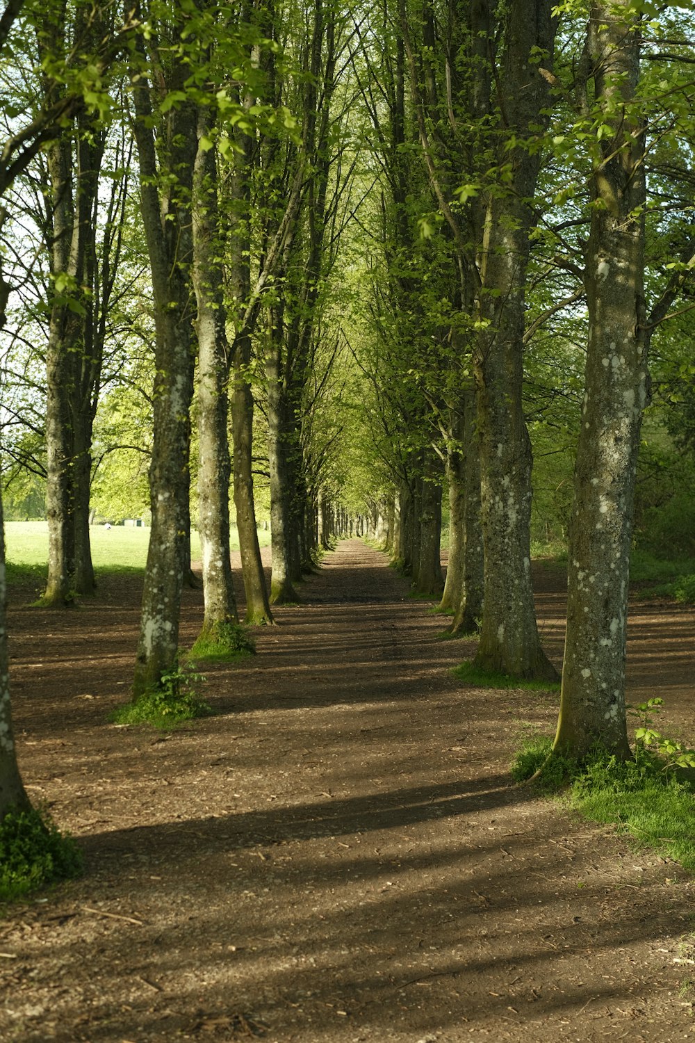 a dirt road surrounded by trees and grass