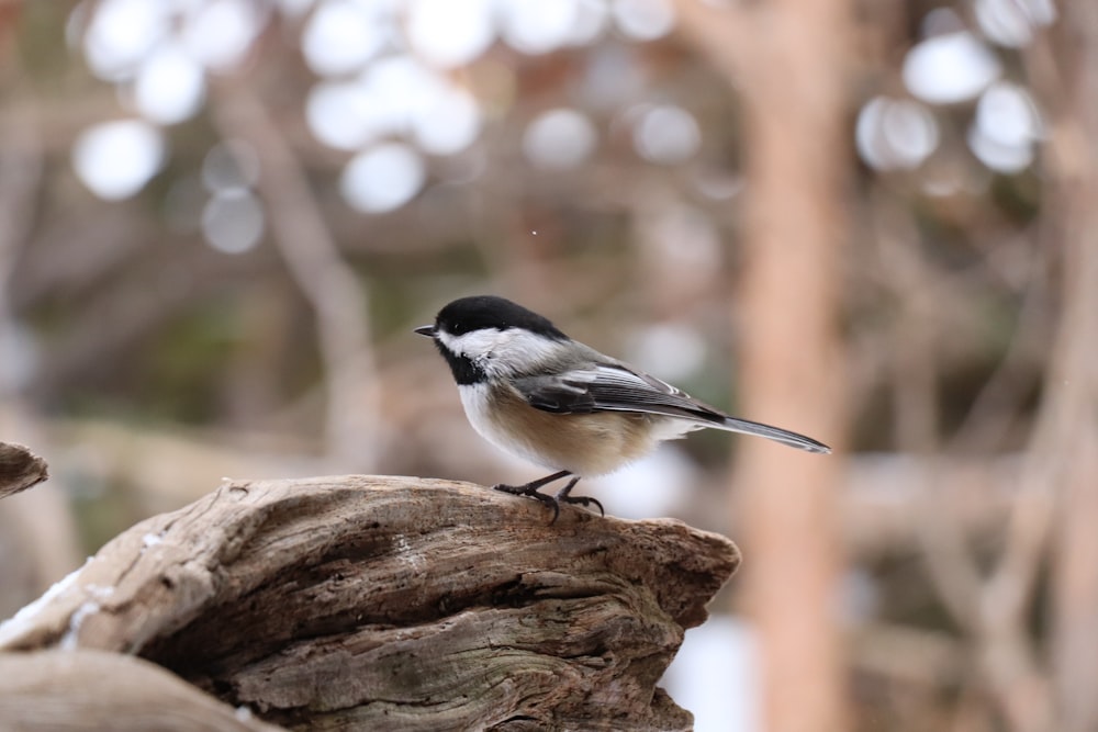 a small black and white bird sitting on a piece of wood