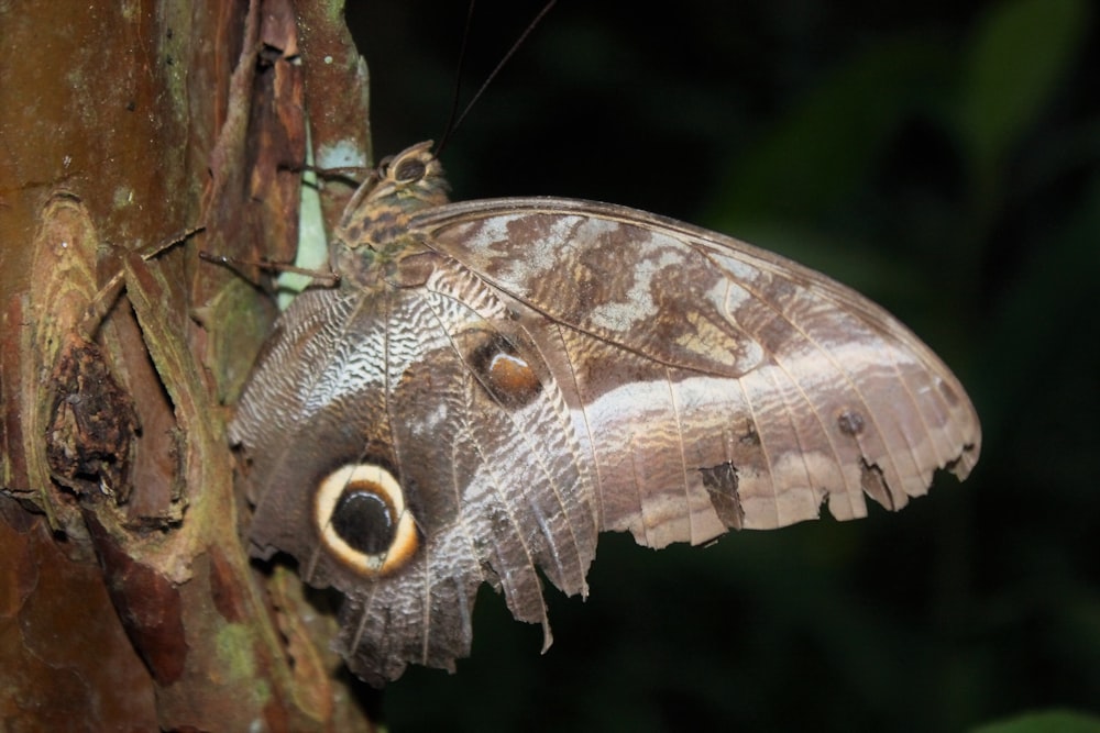 a brown and white butterfly resting on a tree