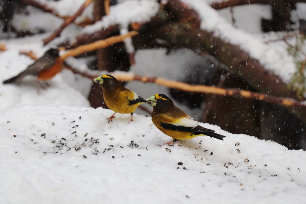 a couple of birds standing on top of snow covered ground