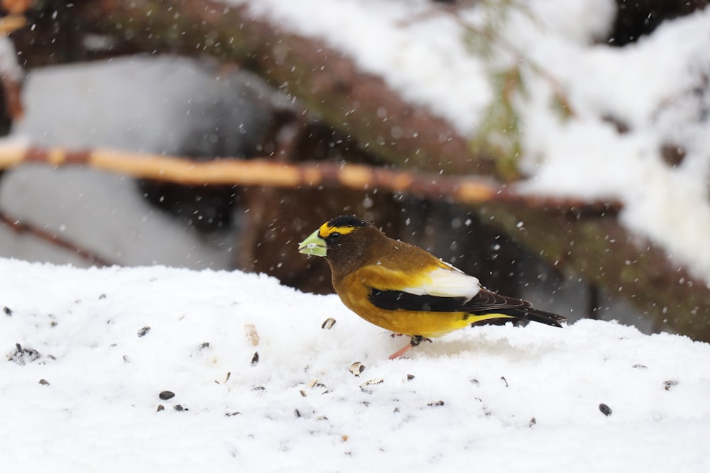 a yellow and black bird is standing in the snow