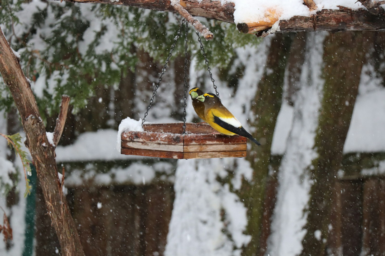Wildlife Wednesday - Evening Grosbeak