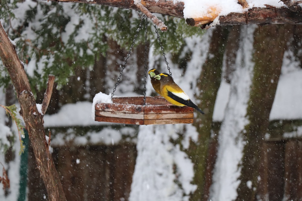 a yellow and black bird sitting on a bird feeder