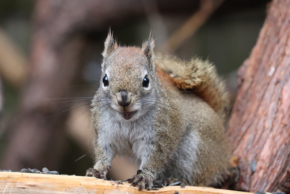 a squirrel is standing on a tree branch