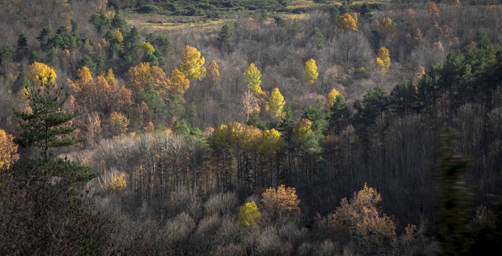 a forest filled with lots of tall trees