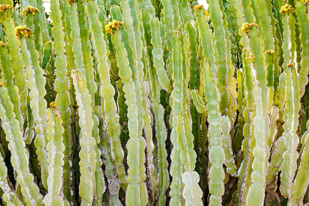 a group of green plants with yellow flowers