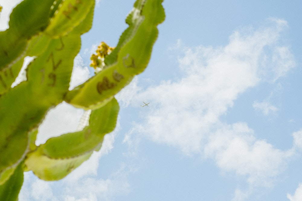 Ein Vogel, der durch einen blauen Himmel mit Wolken fliegt