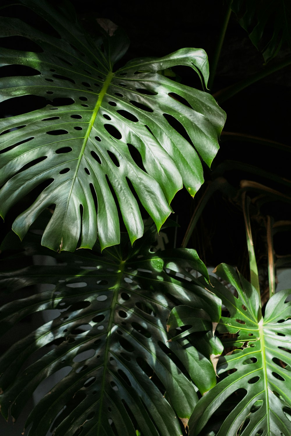 a large green plant with lots of leaves