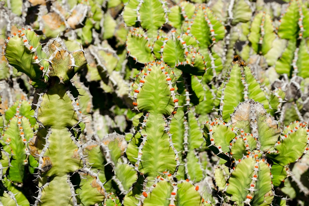 a group of green plants with red dots on them